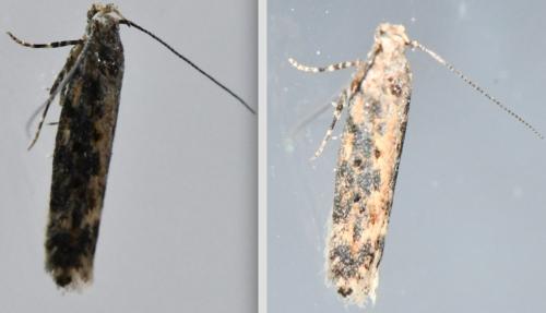 Réf. 309 401 : Scrobipalpa ocellatella